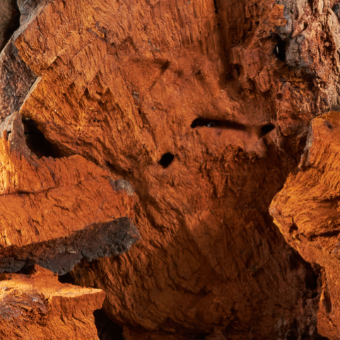 Chaga Mushrooms in HEAR ME RAW Good Clean Fungi mushroom cleanser