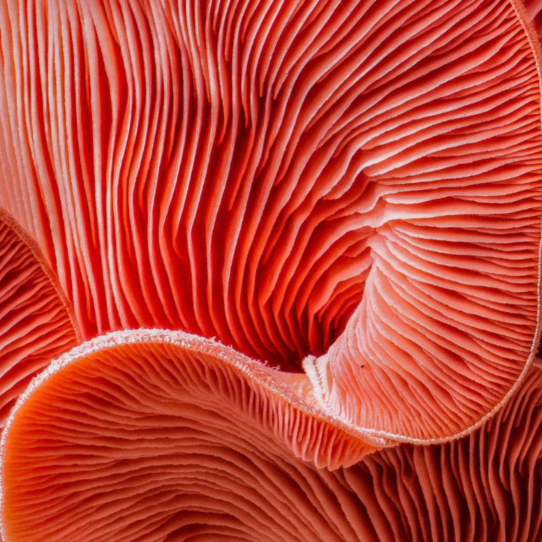 Oyster Mushrooms in HEAR ME RAW Good Clean Fungi mushroom cleanser