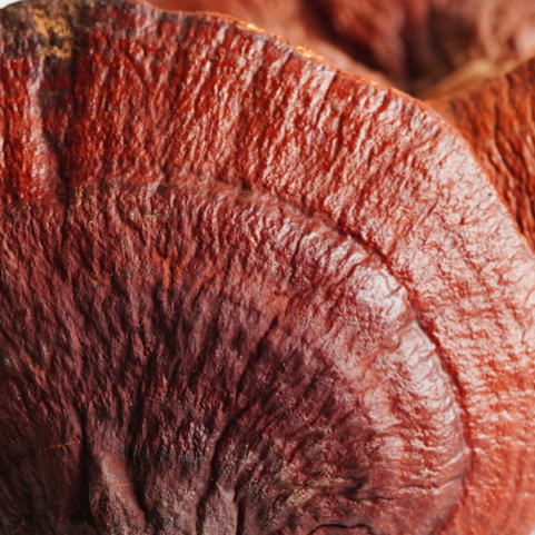 Reishi Mushrooms in HEAR ME RAW Good Clean Fungi mushroom cleanser