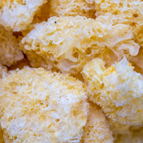 Tremella Mushrooms in HEAR ME RAW Good Clean Fungi mushroom cleanser