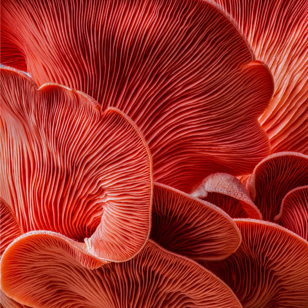 MUSHROOMS ARE MAGIC FOR YOUR SKIN